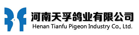 天孚鸽业 - 专注肉鸽养殖 - 河南天孚鸽业有限公司